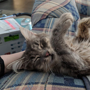 Meet your Posher, Emily